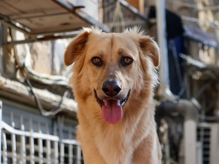 Golden retriever outdoors
